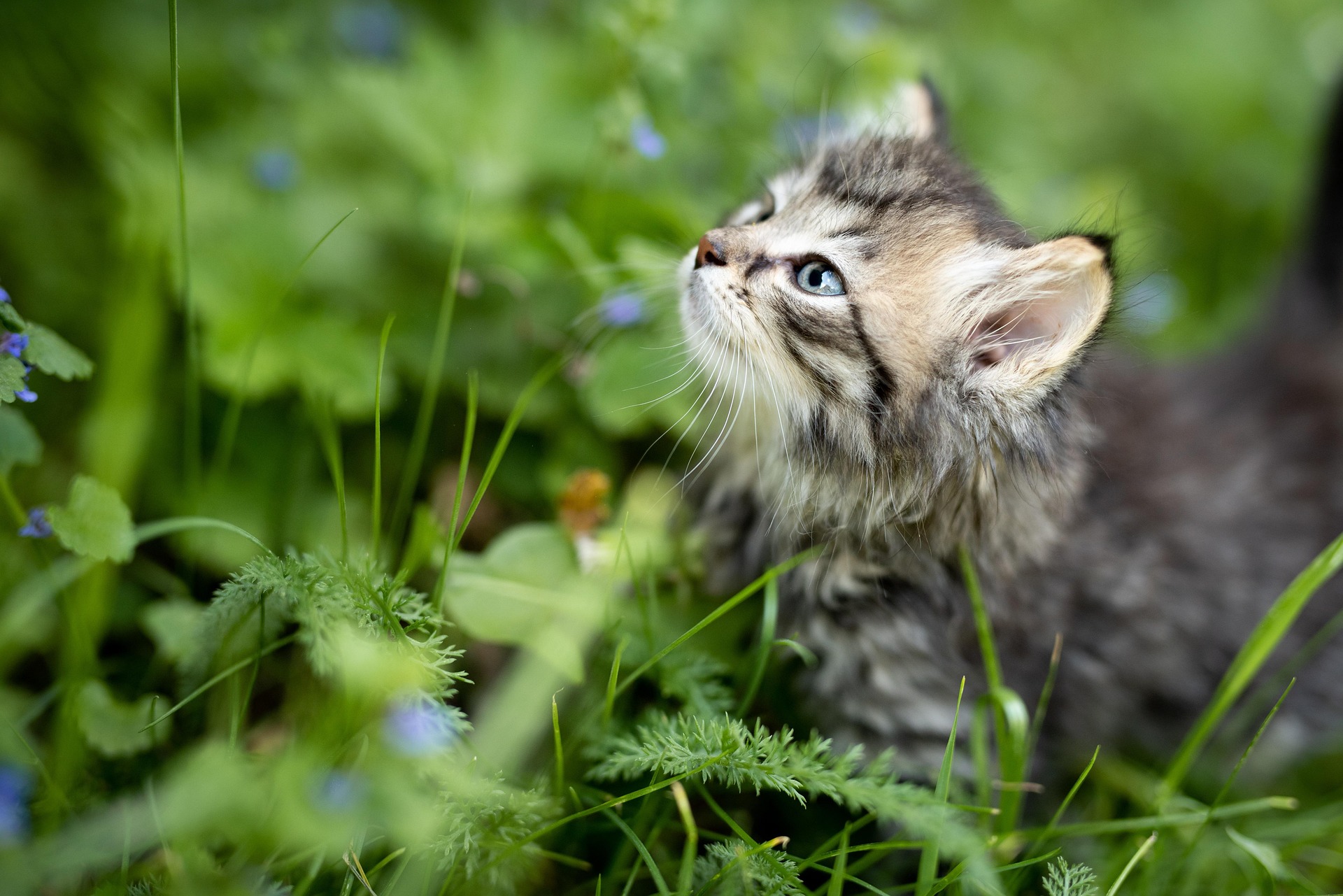 Futterplatzgestaltung und Katzenfutter