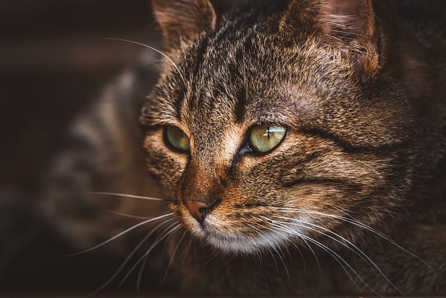 Katzenhalter und Tiere