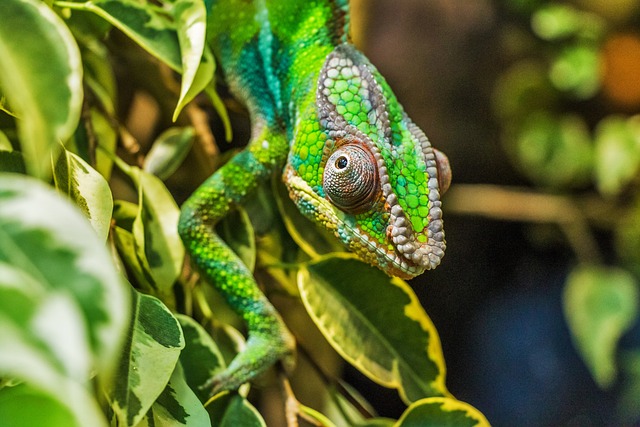 Exotische Reptilienarten im heimischen Terrarium