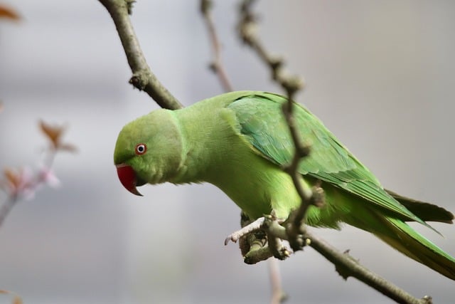 Vogelarten und Habitat