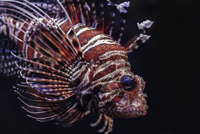 Aquariumpflege und Aquariengröße