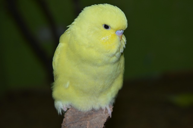 Gefiederpflege und Vogelfütterung