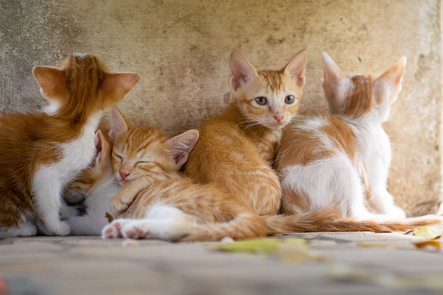 Belüftungslösungen für Katzenkäfige und Luftzirkulation