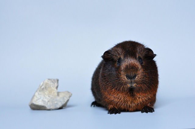 Kleintiere und Tierheime