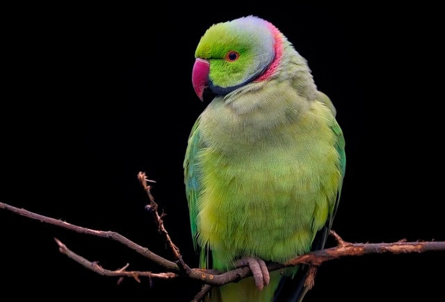 Vogelheim und Reinigung des Vogelkäfigs
