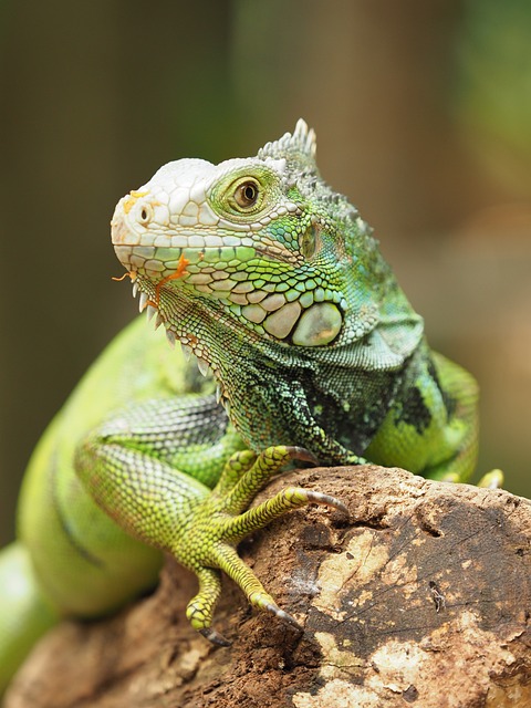 Klimakontrolle und Reptiliengehege