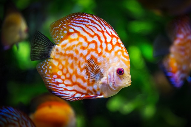 Fische und Futtermenge