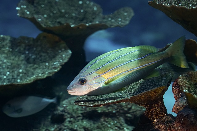 Pflege von Süßwasserfischen und Aquarium