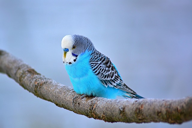 Wie man Aggressionen in der Vogelhaltung vorbeugen kann