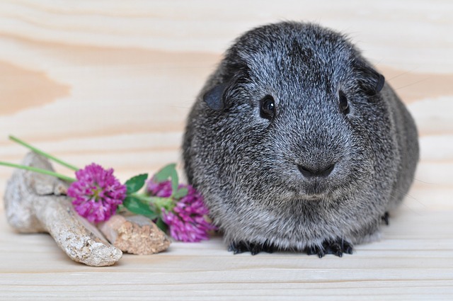 Bedürfnisse und Kaninchen