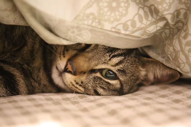 Katze und soziales Verhalten