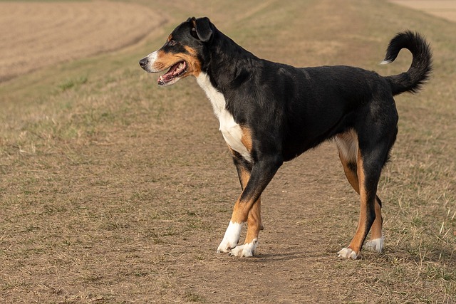 hunde; garten; hundesicher; pflanzen; zaun; hundfreundlich; bodenbelag; hindernisparcours; schatten; wasser und 