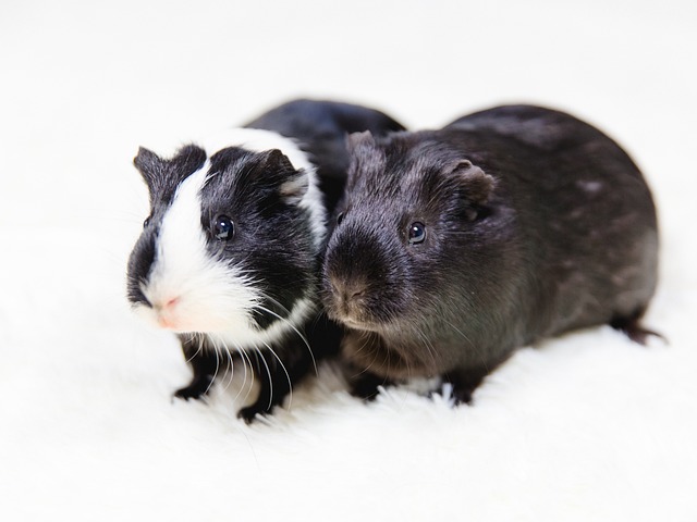 Einführung neuer Mäuse und Quarantäne