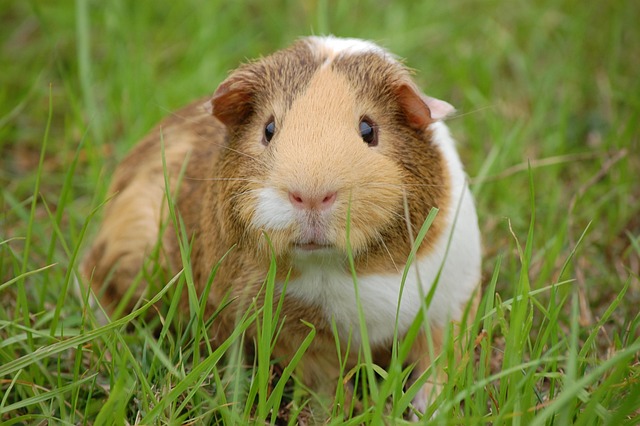 rechtliche Grundlagen Kleintiere und Tierschutzgesetz