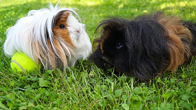 Kleintiere und Kaninchen