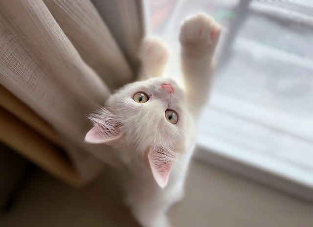 Katzenhaltung und robuste Katzenkäfige