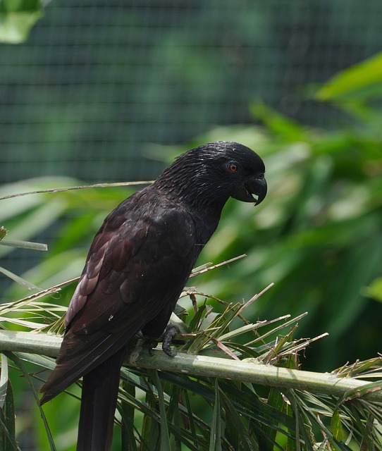 Vogel und Integration