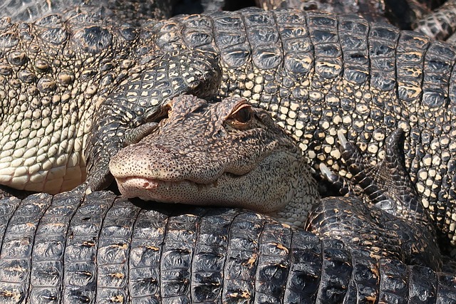 Reptilienkäfig und Bakterien