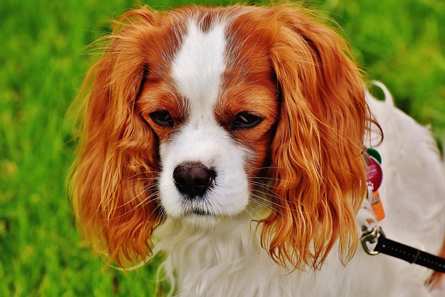 Versteckte Gründe für Unsauberkeit bei Stubenreinen Hunden