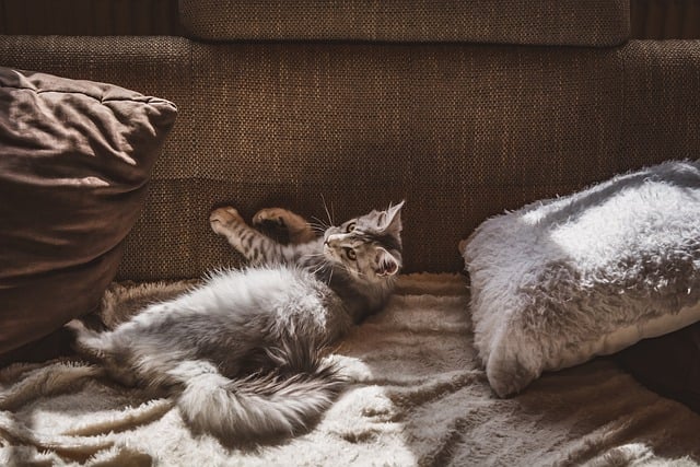 Einzelkatze und Mehrkatzenhaltung
