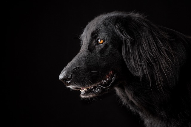 Hundewiese und Sozialisierung