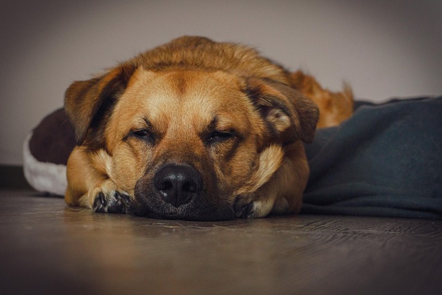 Hundepflege und Wohlbefinden des Hundes