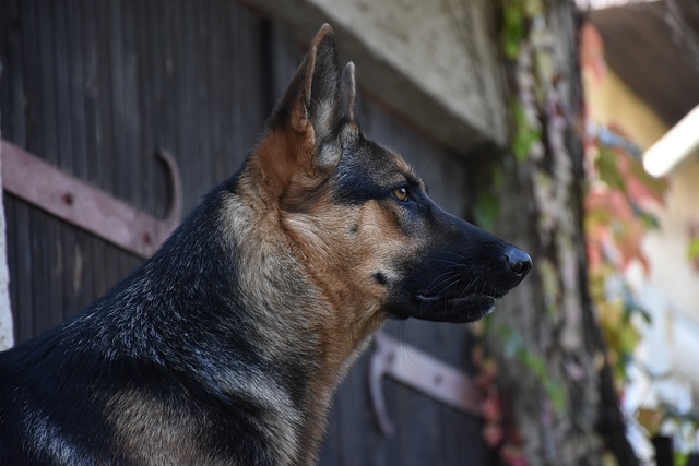 Kleine Hunde in der Stadt: So gelingt die Unterbringung