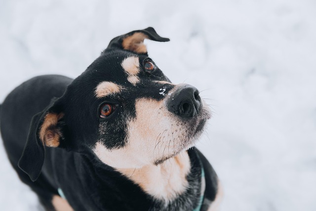 Hund zwanghaftes Lecken und Hund leckt ständig