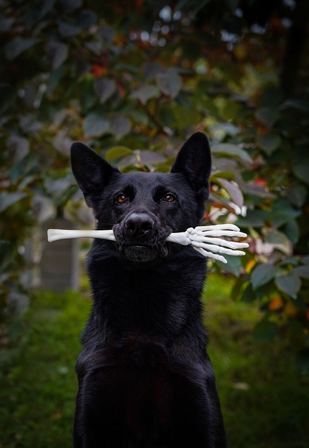 Welpen und Hundetraining