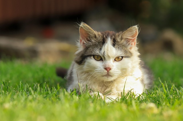 Katzen und Ernährung