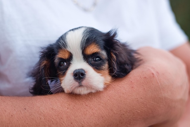 Futtermittelzusätze für Hunde und Hundeernährung