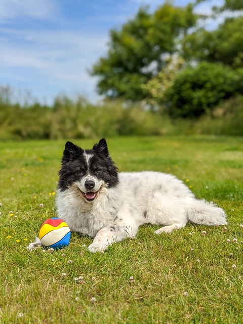 Sicherheitsmaßnahmen im Garten und neugierige Hunde