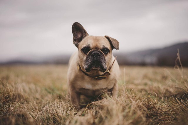 kleine Hunde in der Stadt und Stadthunde