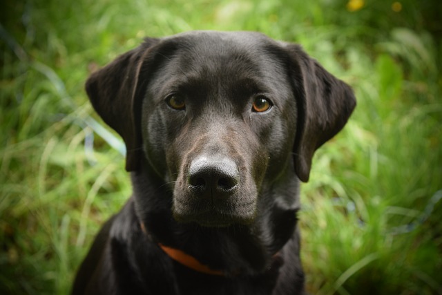 Nachhaltige Hundespielzeuge und DIY Hundespielzeug