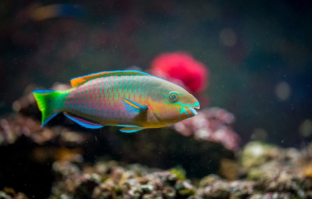 Diskusfische und Wasserparameter