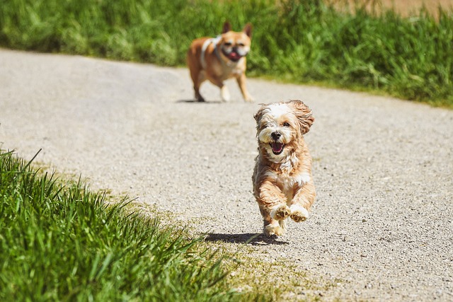 Ernährungstipps für Hunde bei Magen-Darm-Problemen