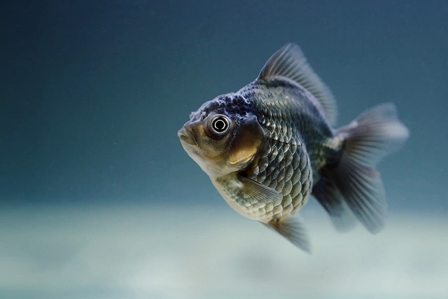 Aquariengröße und Wohlbefinden von Aquarienfischen