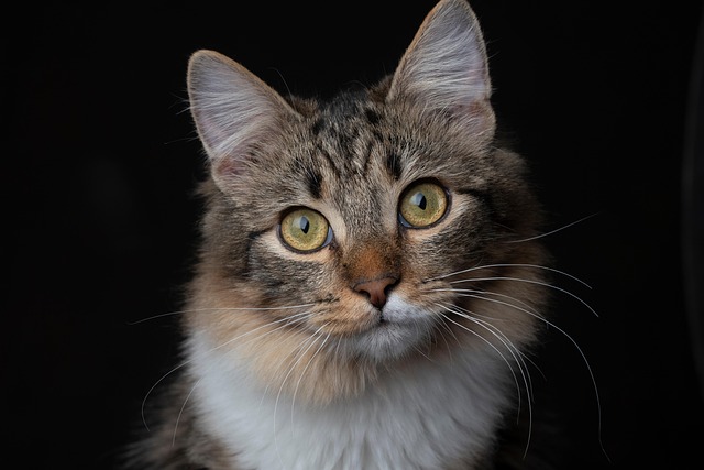 barrierefreie Wohnung und Katzen mit Handicap
