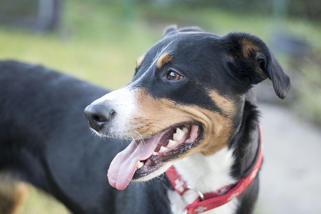 Hundegesetze und Hundeverordnung