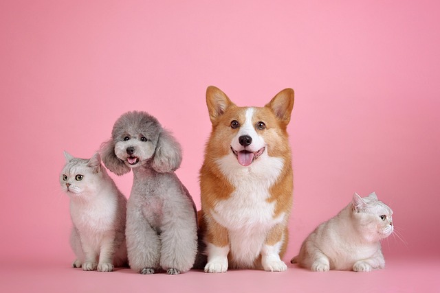 Natürliche Produkte und Hundeshampoo