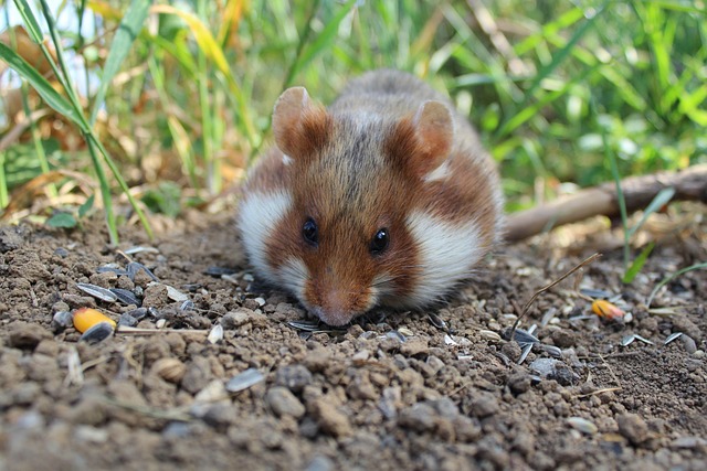 Hamsterparadies und Hamsterkäfig