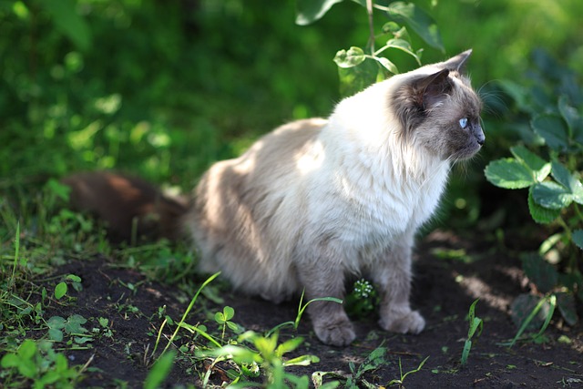 Katzen alleine halten und zwei Katzen halten