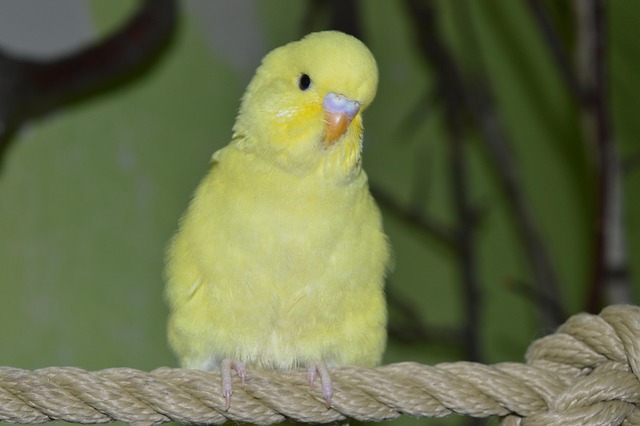 Adoption exotischer Vögel und exotische Vögel