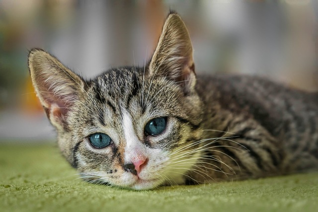 Katzen und Hautpflege