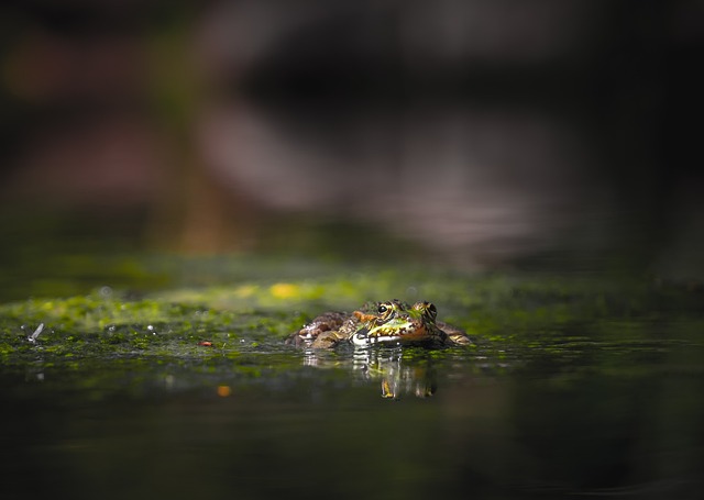 Schildkröten und Terrarium
