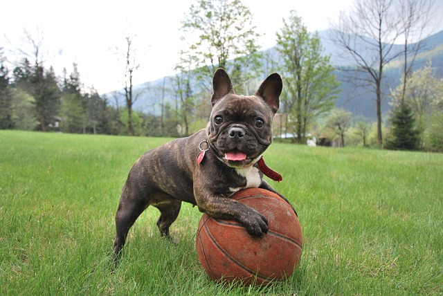 Französische Bulldogge als Haustier