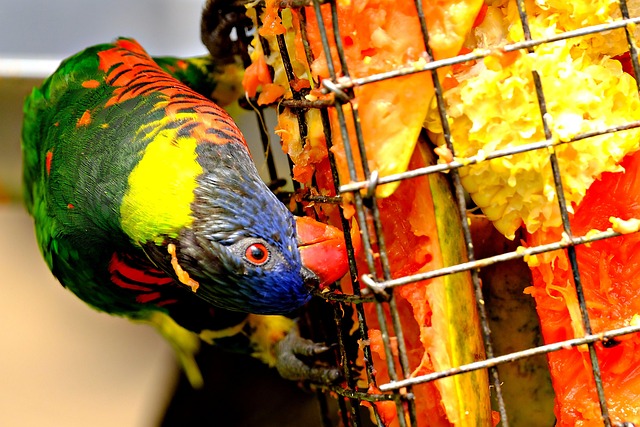 Hygiene und Vögel