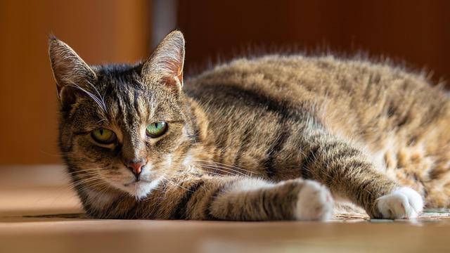 ältere Katze und Katze adoptieren
