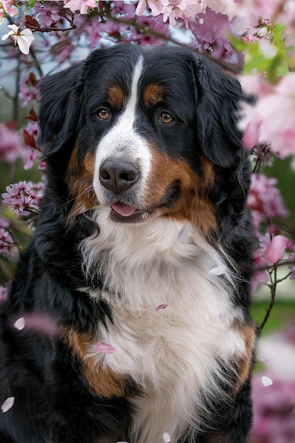exotische Fleischsorten und Hundefutter