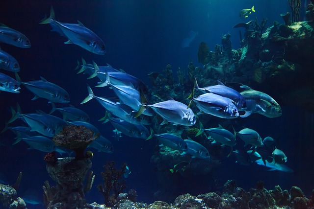 Diskusfische und Diskusaquarium